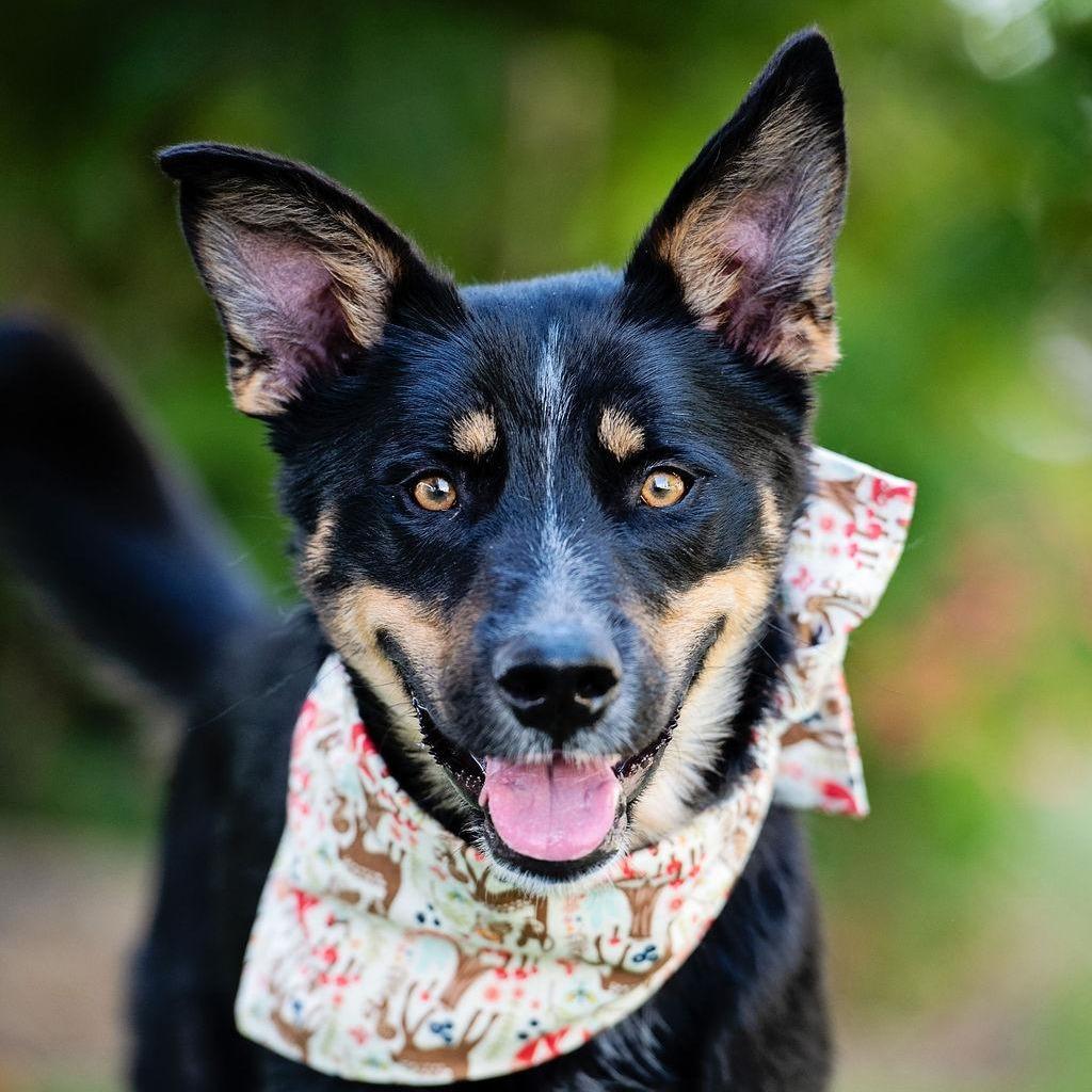 Enlarge D'Lila, a Adoptable mixed breed in Los Angeles, CA image 5/6