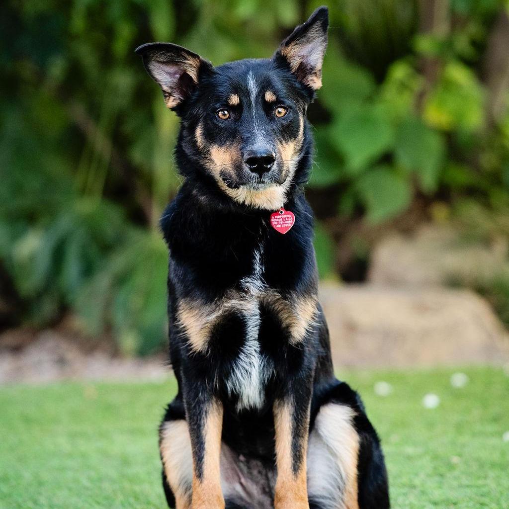 Enlarge D'Lila, a Adoptable mixed breed in Los Angeles, CA image 6/6