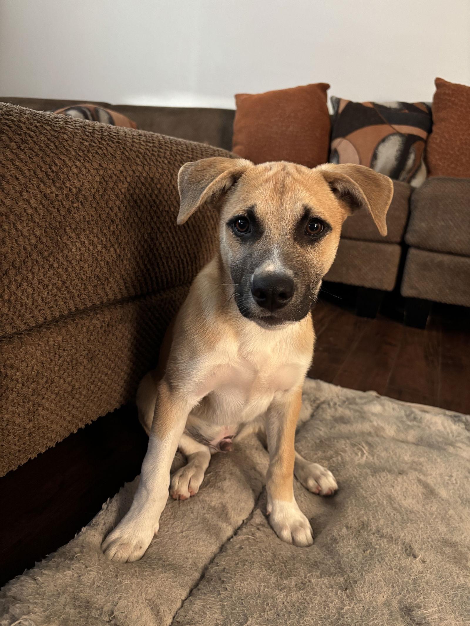 Max, Adoptable, Puppy Male Shepherd.