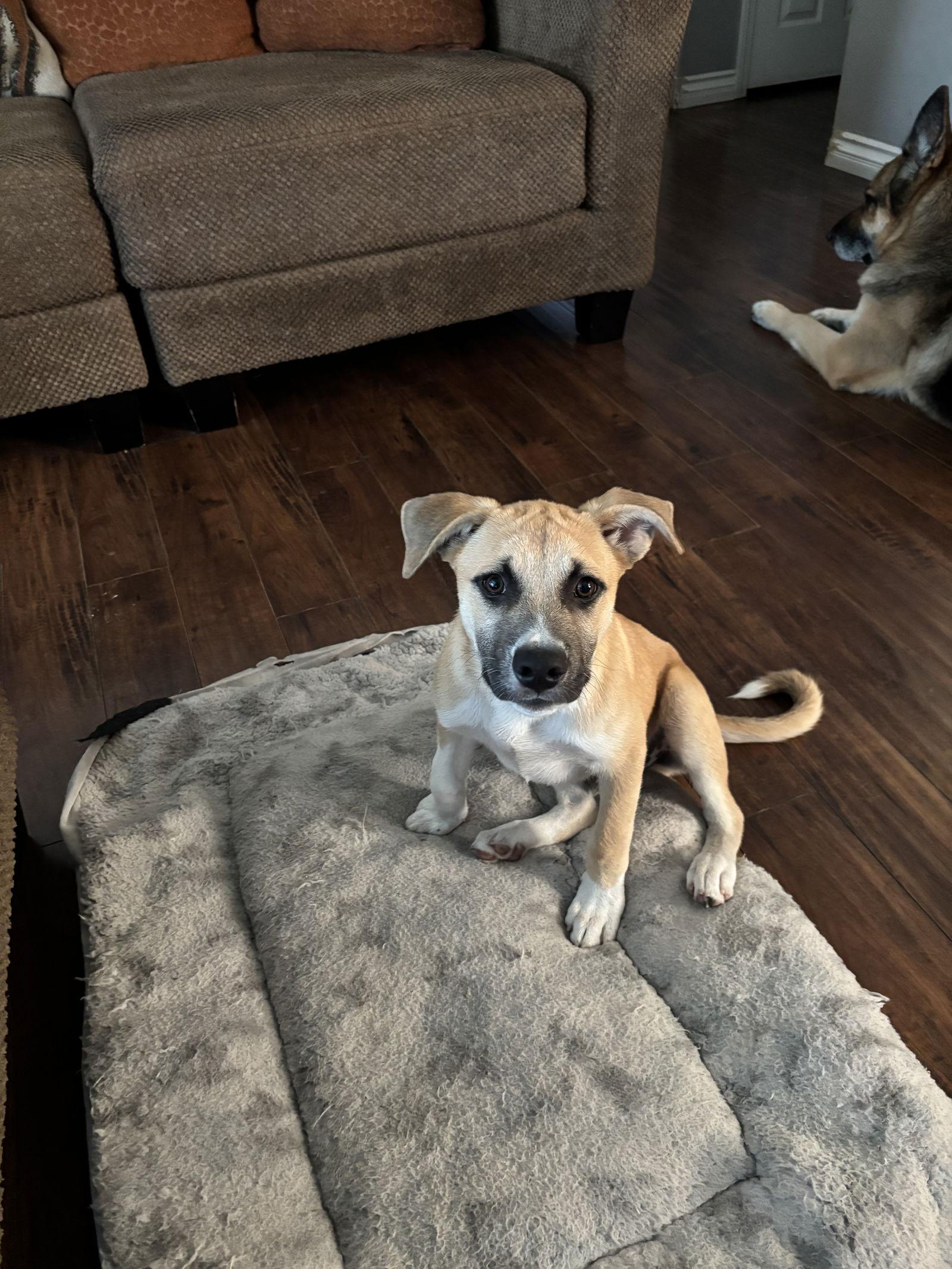 Max, a Adoptable Shepherd in Orange, CA image 2/3