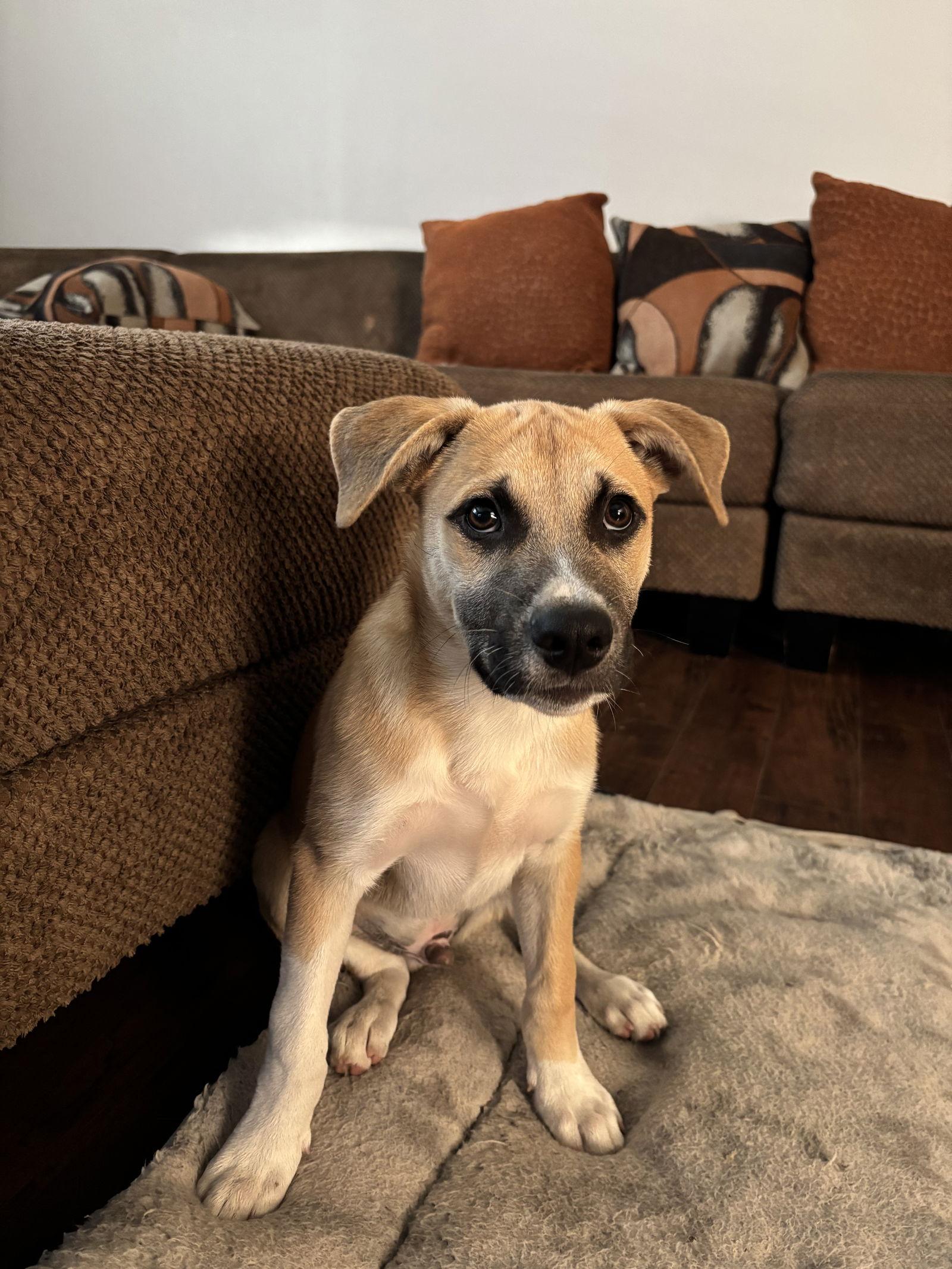 Max, a Adoptable Shepherd in Orange, CA image 3/3