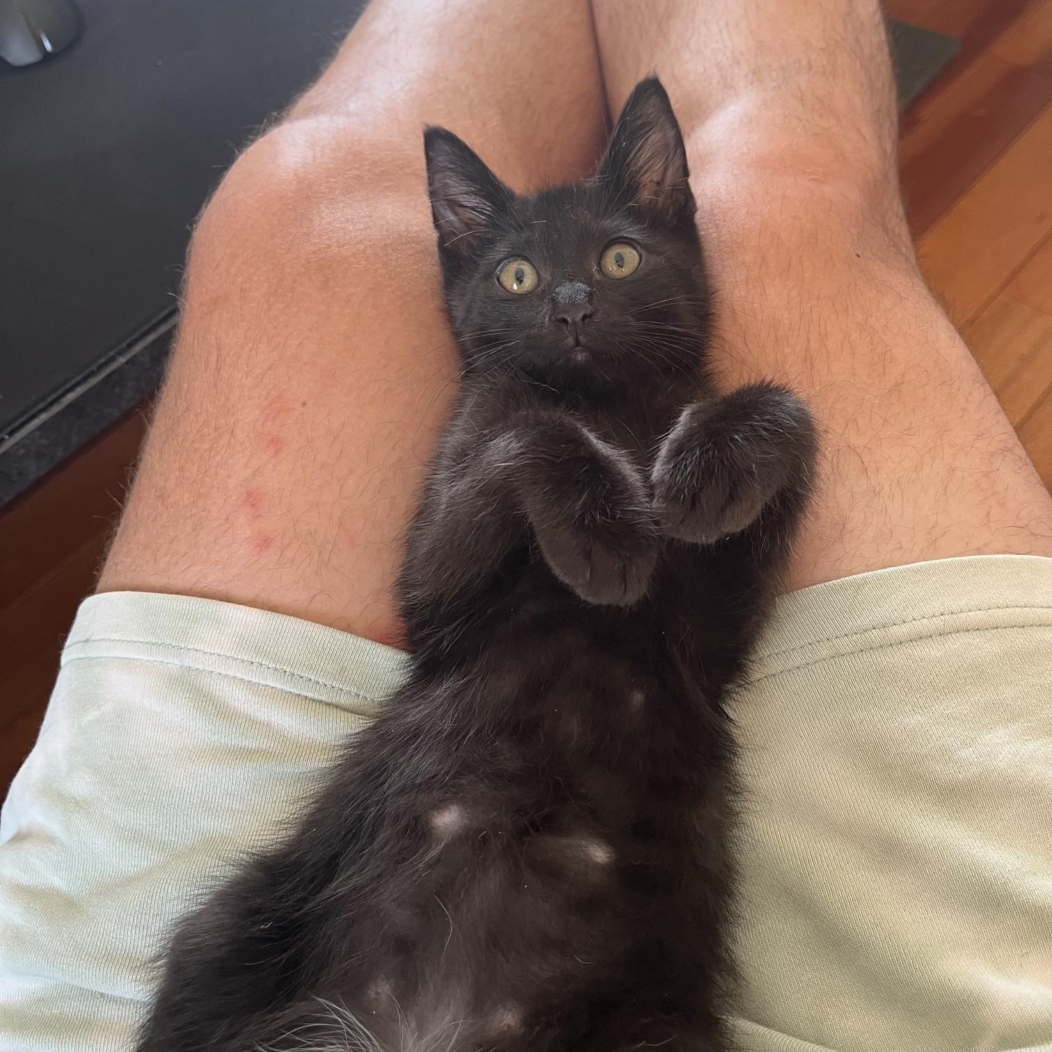 Onyx, an adopted mixed breed in Hyattsville, MD image 5/6