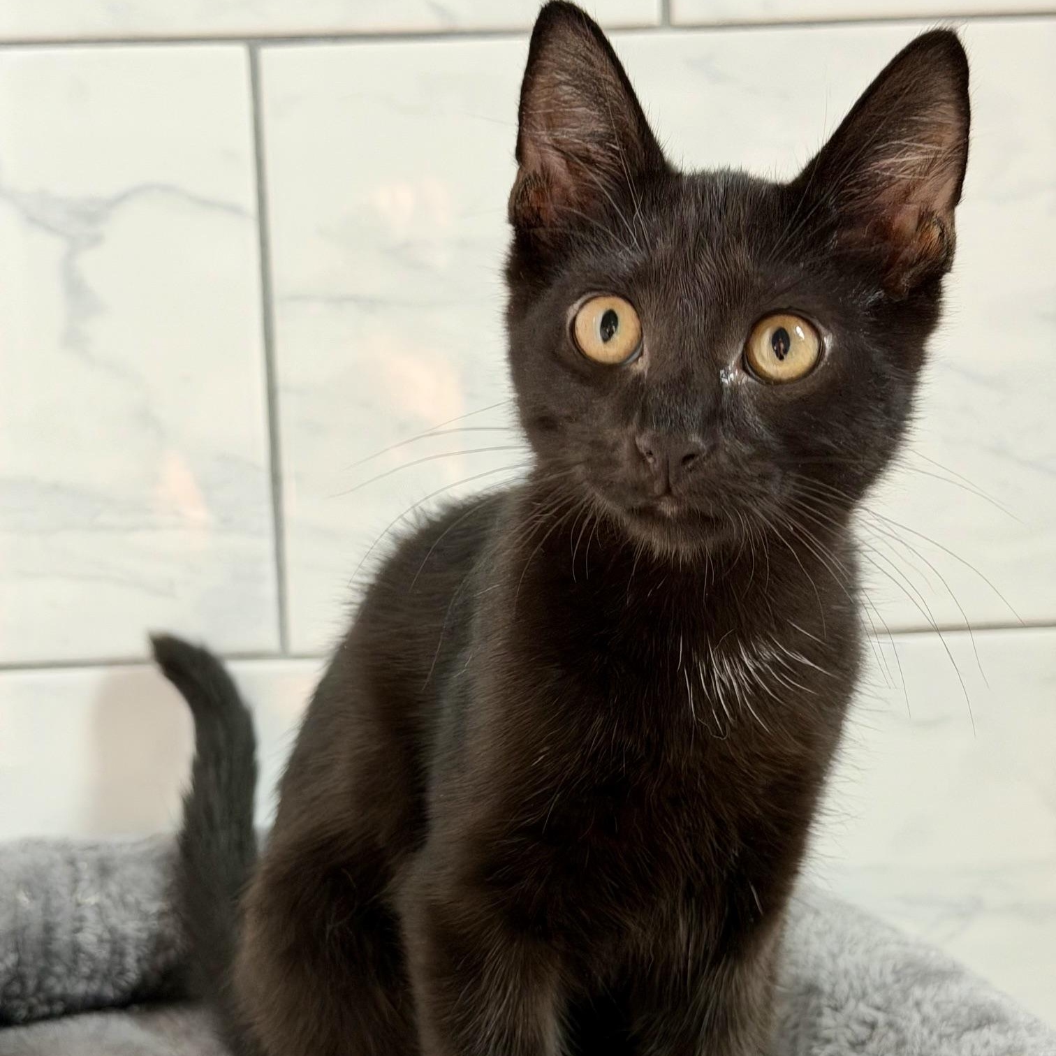 Onyx, an adopted mixed breed in Hyattsville, MD image 2/6