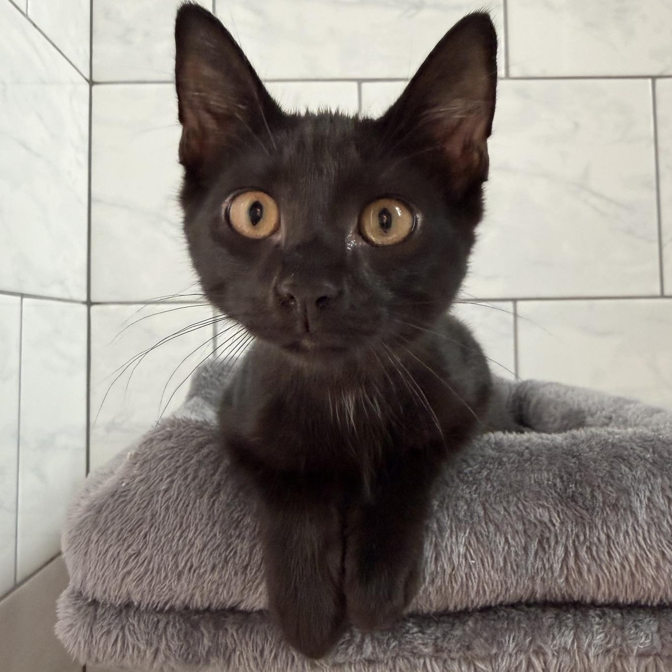 Onyx, adopted, Kitten Male Bombay & Domestic Short Hair.