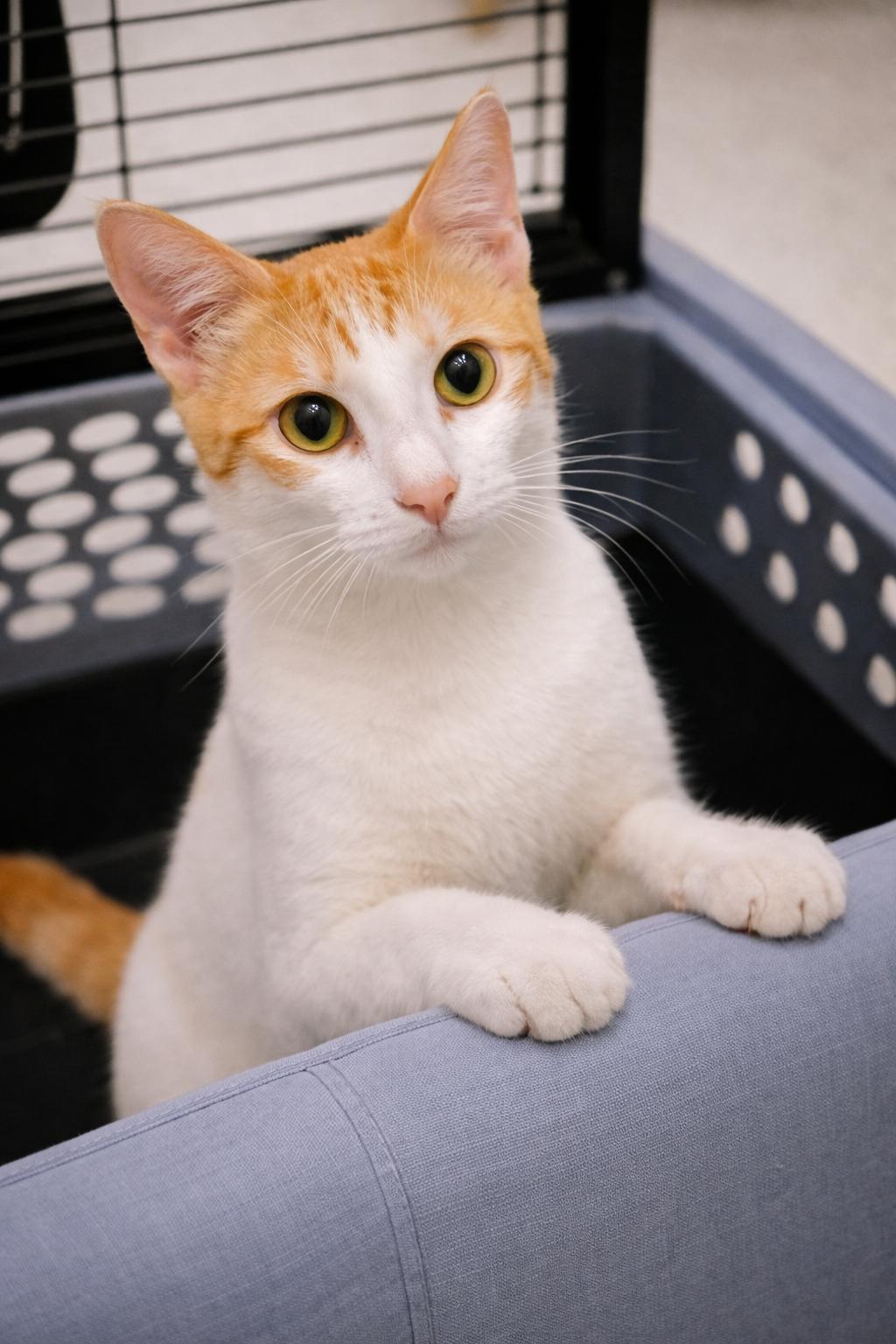 Francois - Available for adoption nationwide , a Adoptable mixed breed in St Paul , MN image 4/4