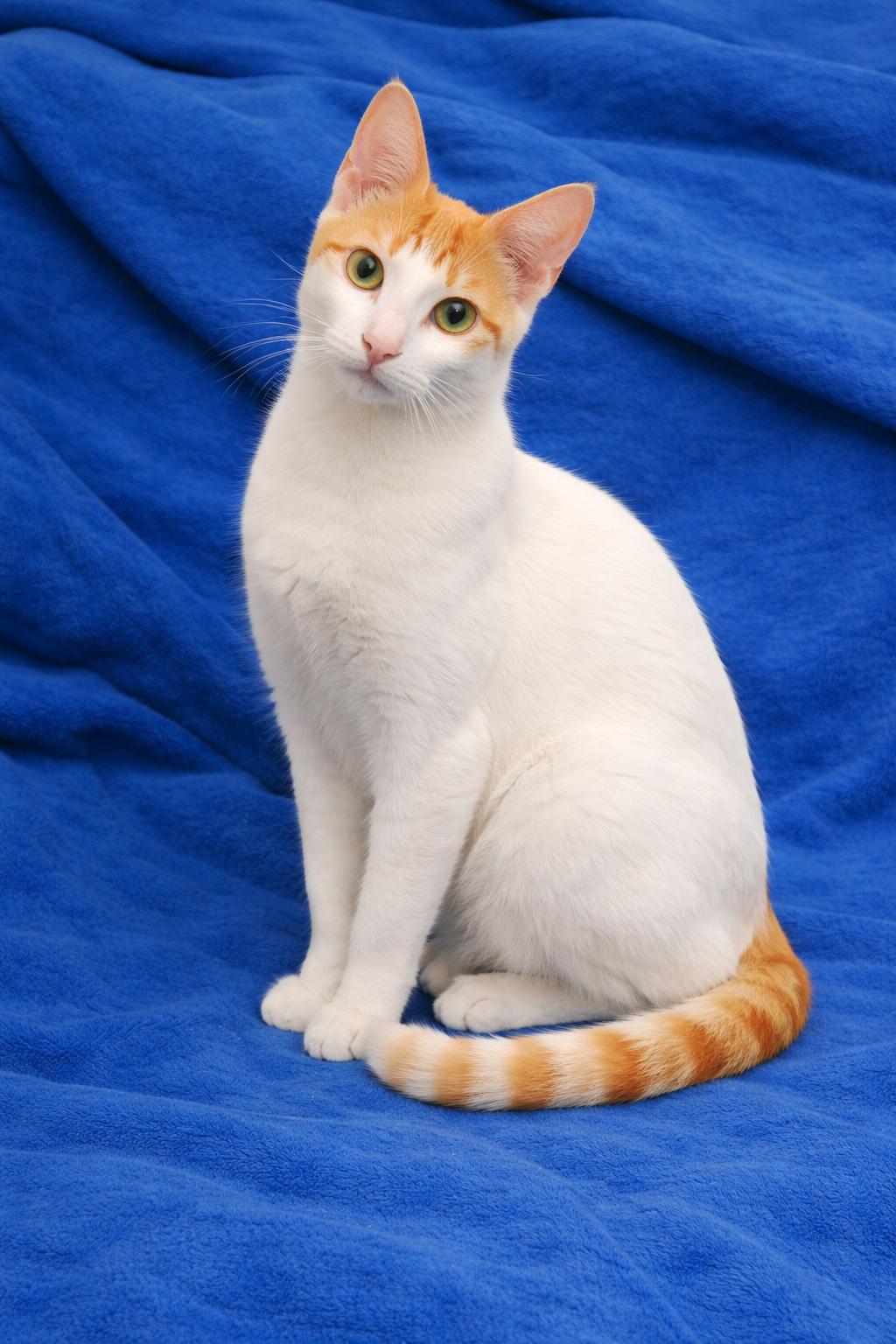 Francois - Available for adoption nationwide , a Adoptable mixed breed in St Paul , MN image 3/4