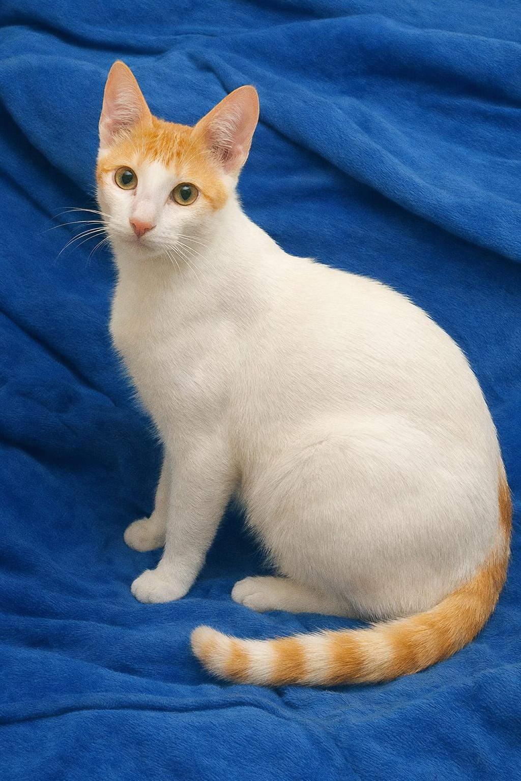 Francois -   Available for adoption nationwide , Adoptable, Kitten Male Turkish Van & Domestic Short Hair.