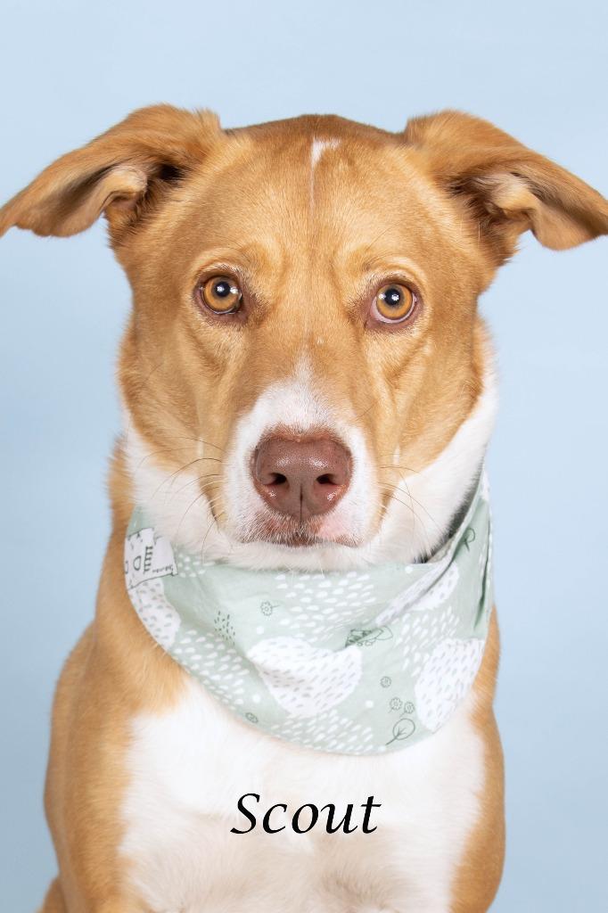 Enlarge Scout (now Teddy), a Adoptable mixed breed in Gilbert, AZ image 2/3