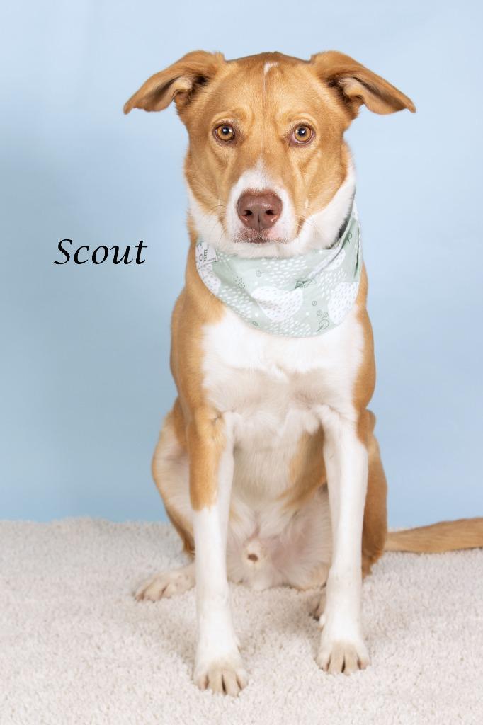 Enlarge Scout (now Teddy), a Adoptable mixed breed in Gilbert, AZ image 3/3