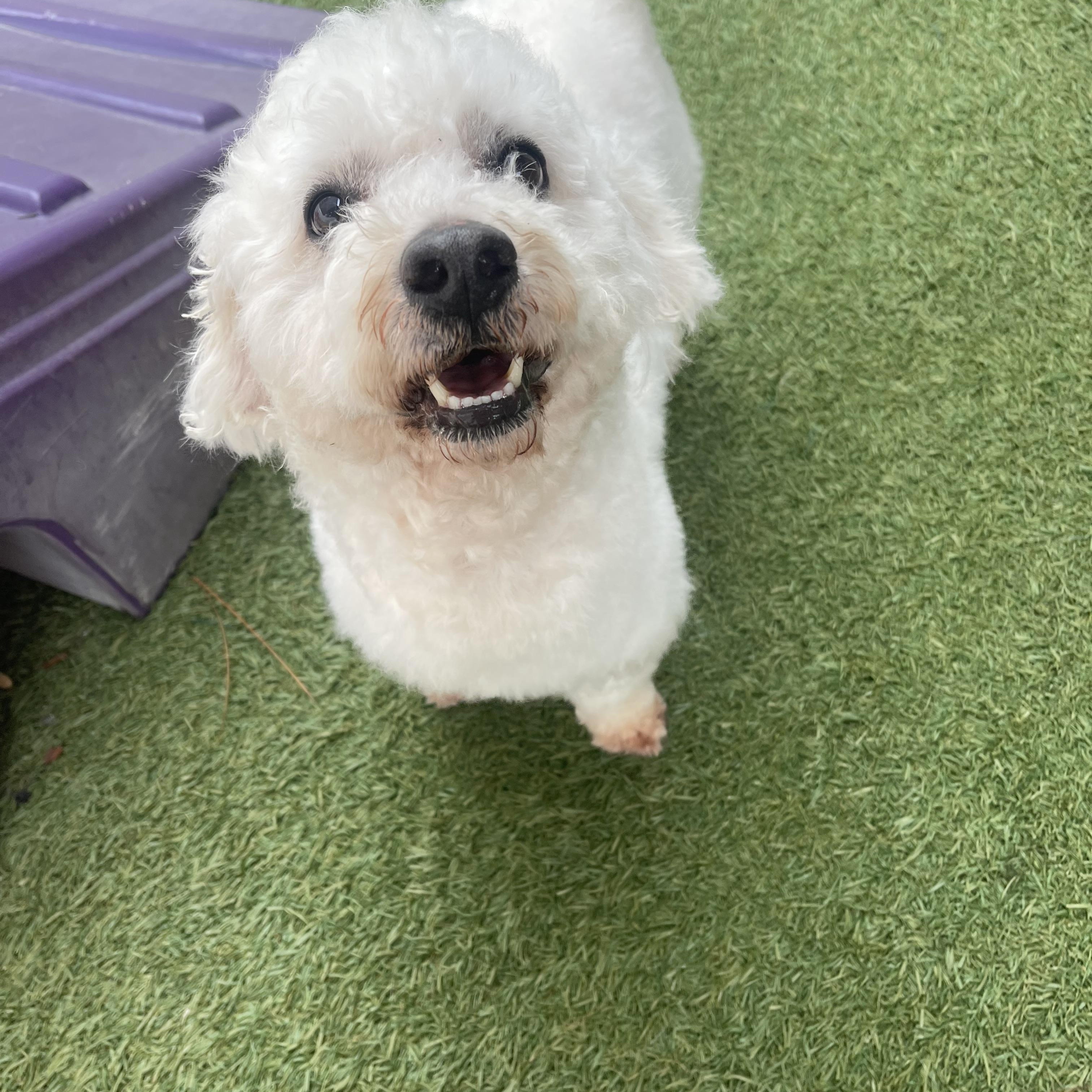 Kirby, ADOPTABLE, Adult Male Bichon Frise & Poodle (Toy).