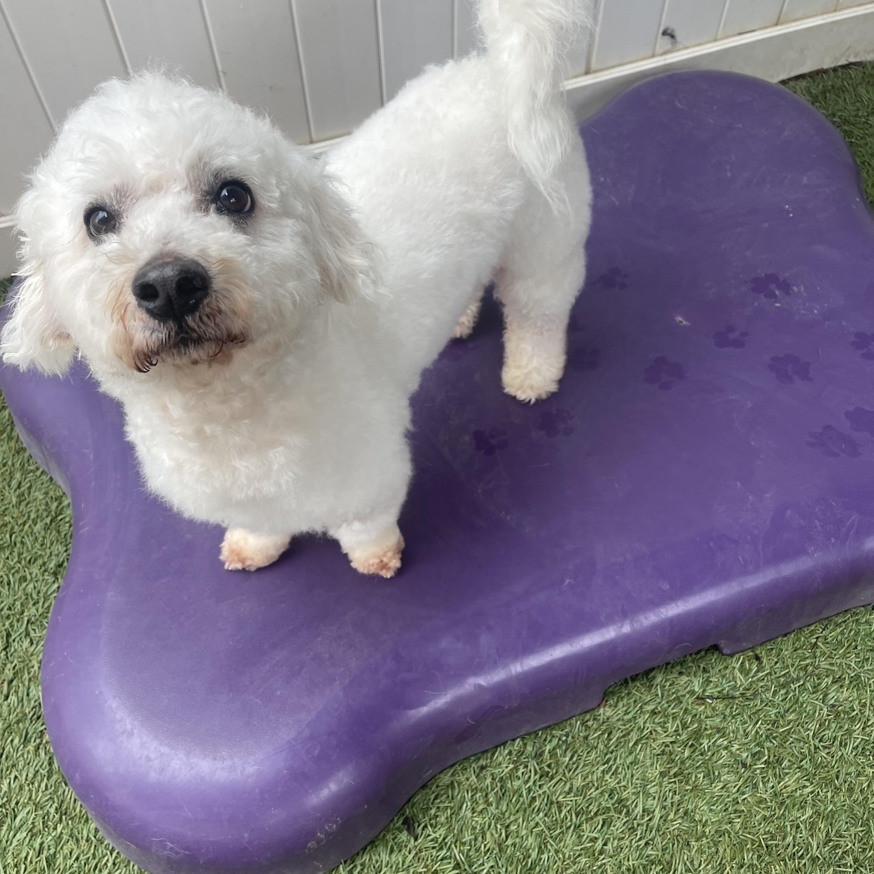 Kirby, a ADOPTABLE mixed breed in Baton Rouge, LA image 2/5