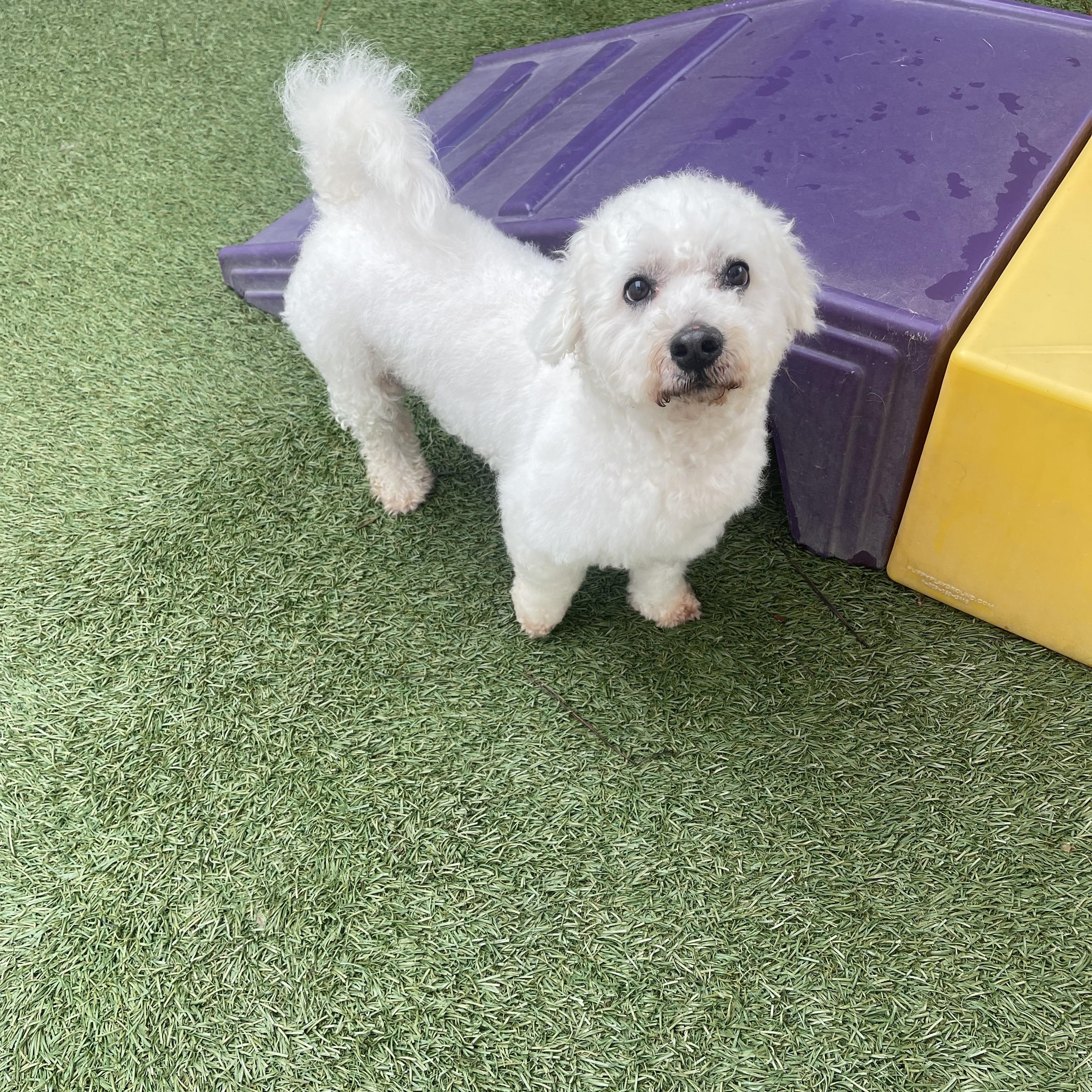 Kirby, a ADOPTABLE mixed breed in Baton Rouge, LA image 3/5