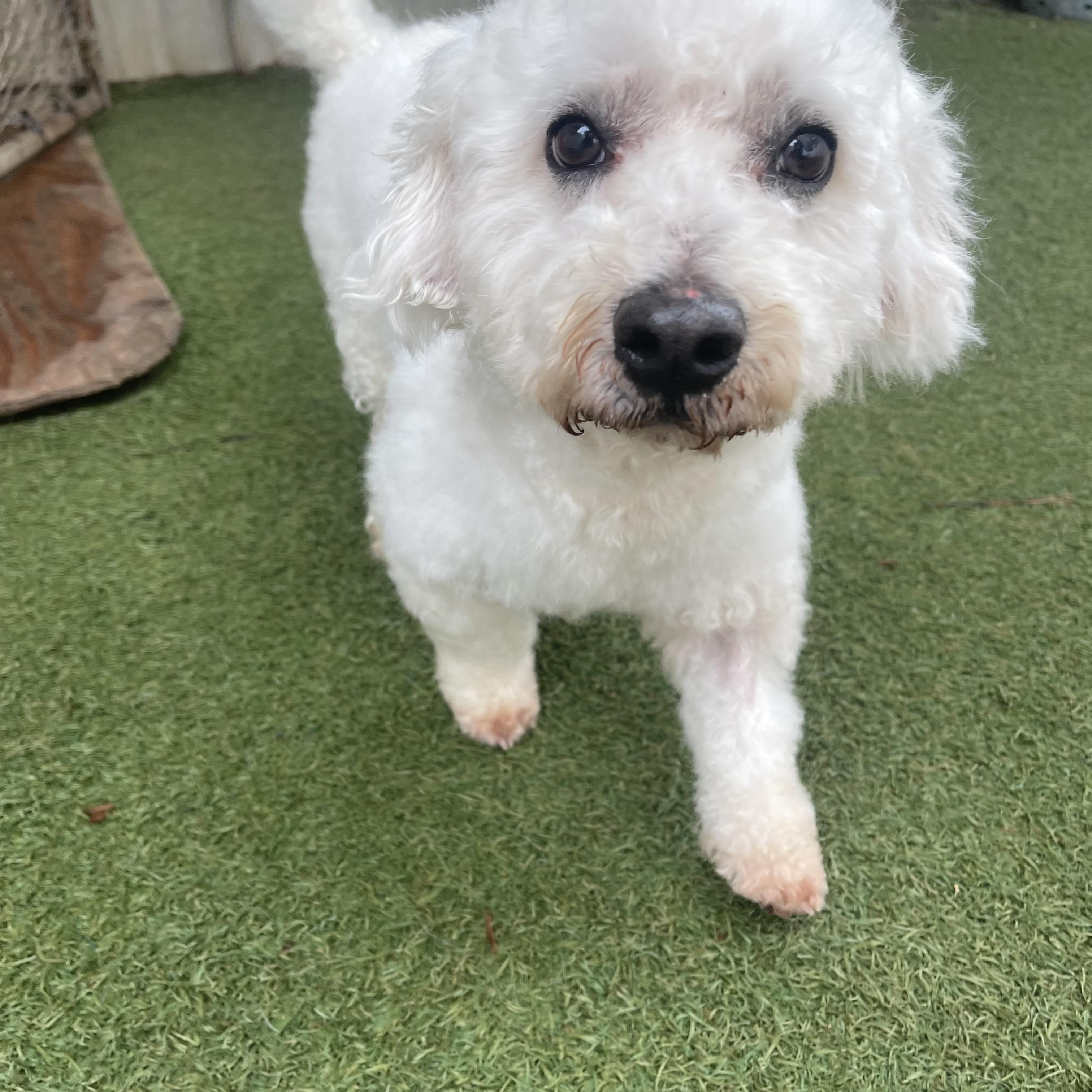 Kirby, a ADOPTABLE mixed breed in Baton Rouge, LA image 4/5