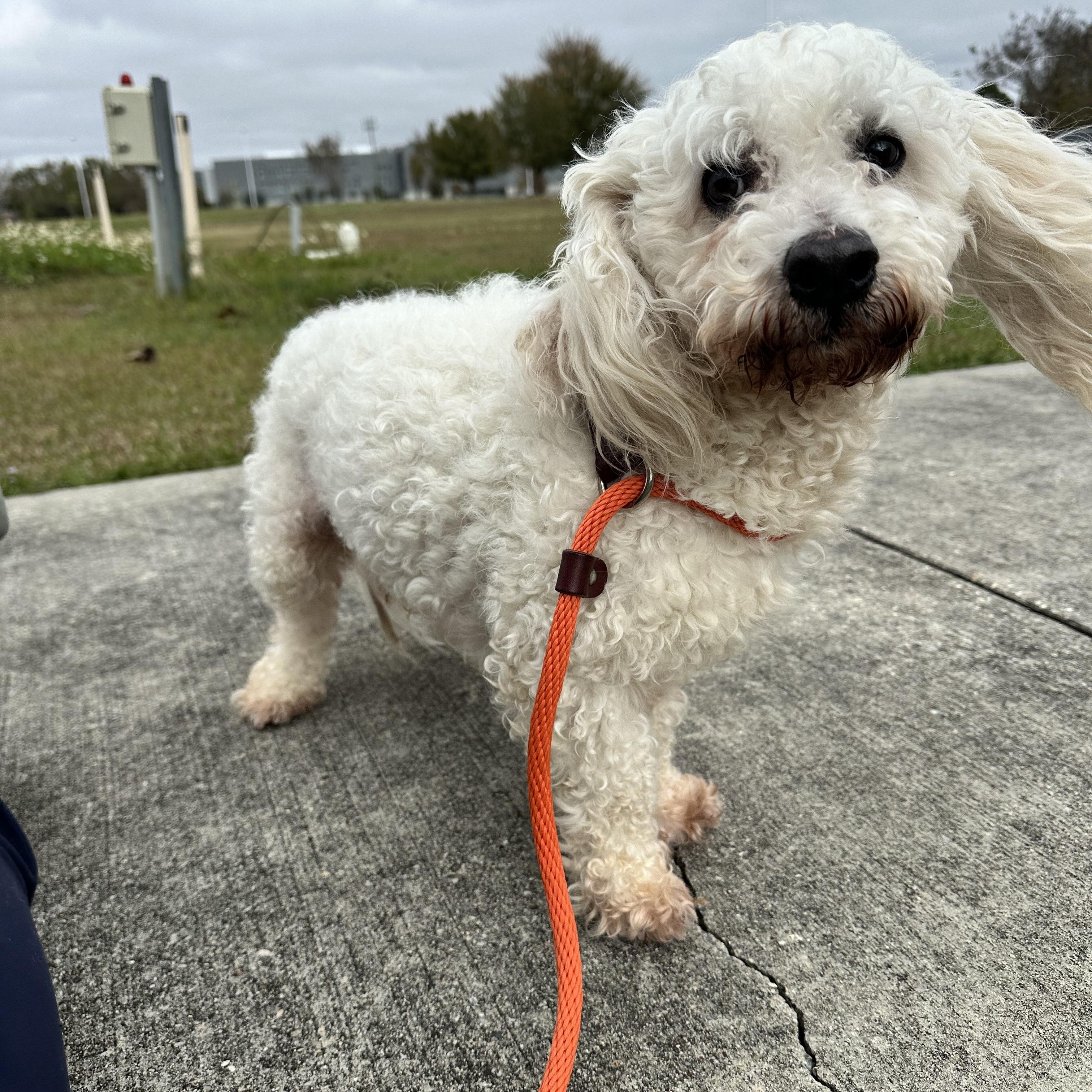 Kirby, a ADOPTABLE mixed breed in Baton Rouge, LA image 5/5