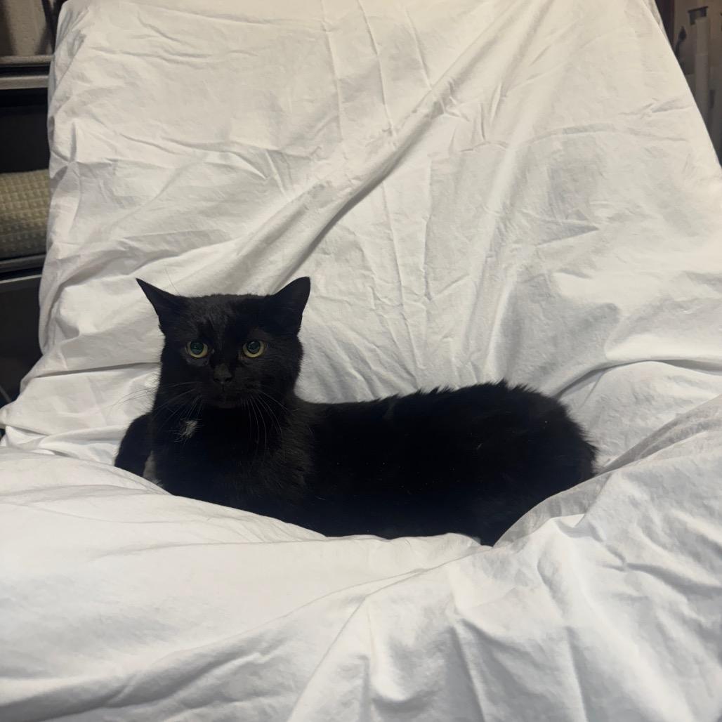 Enlarge Anna, a Adoptable Domestic Short Hair in Oakton, VA image 1/5