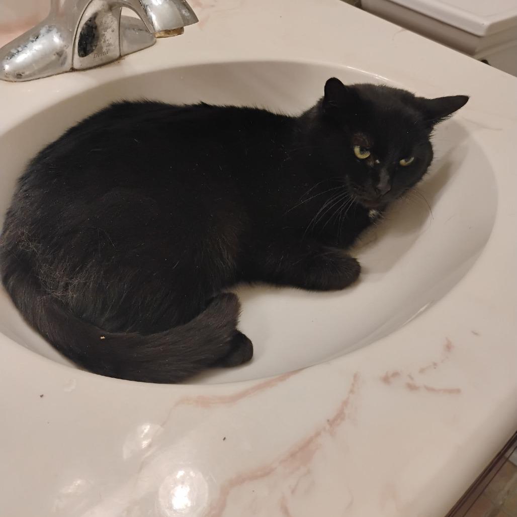 Enlarge Anna, a Adoptable Domestic Short Hair in Oakton, VA image 2/5