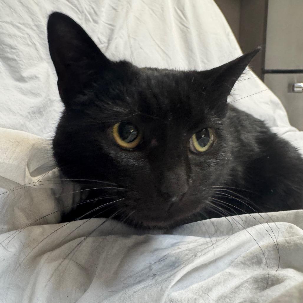 Enlarge Anna, a Adoptable Domestic Short Hair in Oakton, VA image 3/5