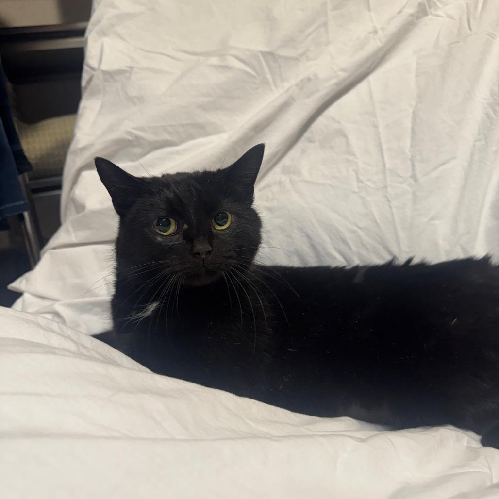 Enlarge Anna, a Adoptable Domestic Short Hair in Oakton, VA image 4/5