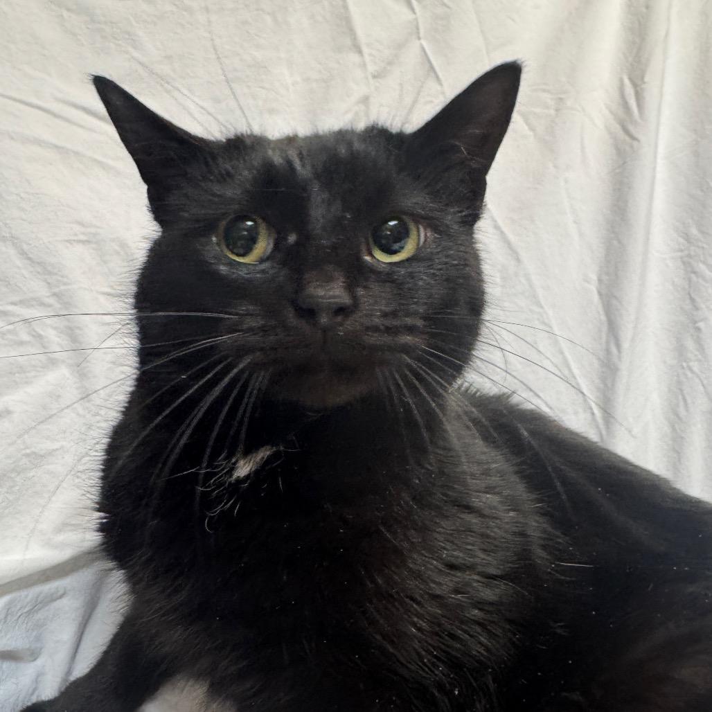 Enlarge Anna, a Adoptable Domestic Short Hair in Oakton, VA image 5/5