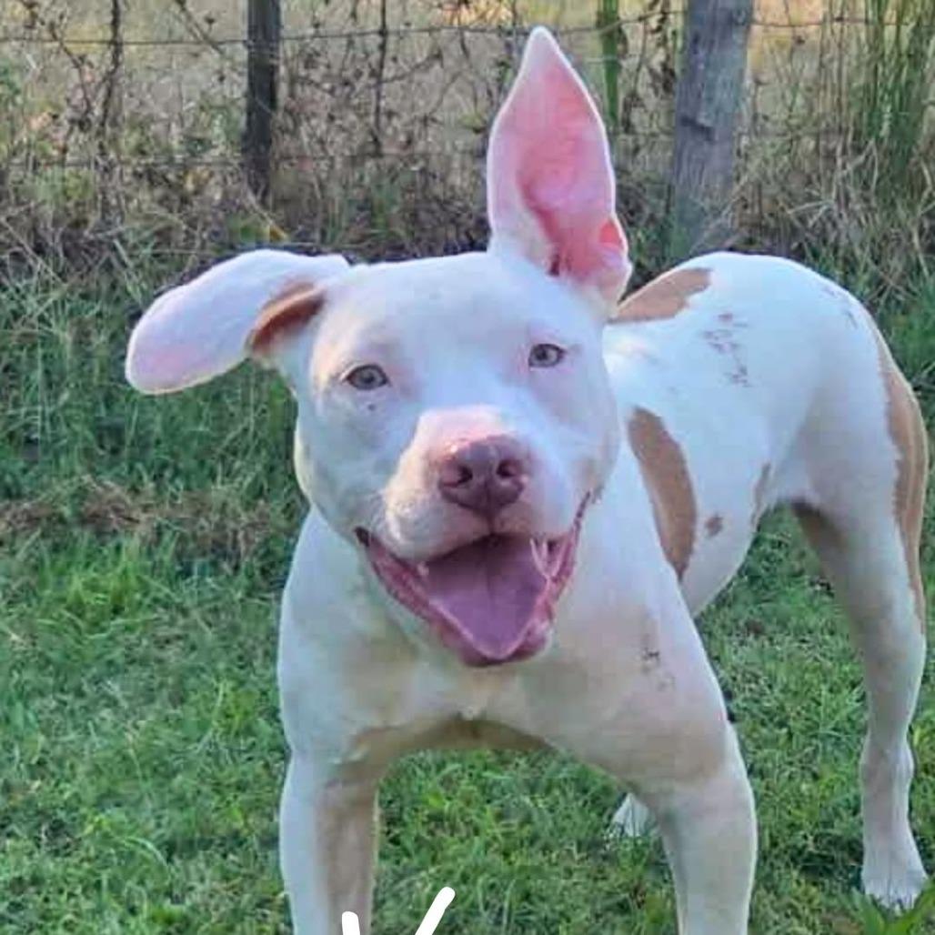 Vim, a Adoptable Mixed Breed in South Portland, ME image 1/5