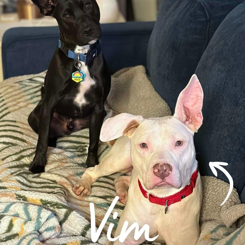 Vim, a Adoptable Mixed Breed in South Portland, ME image 2/5
