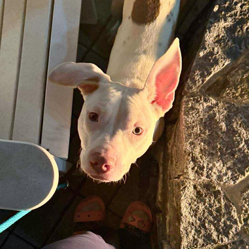 Vim, a Adoptable Mixed Breed in South Portland, ME image 3/5