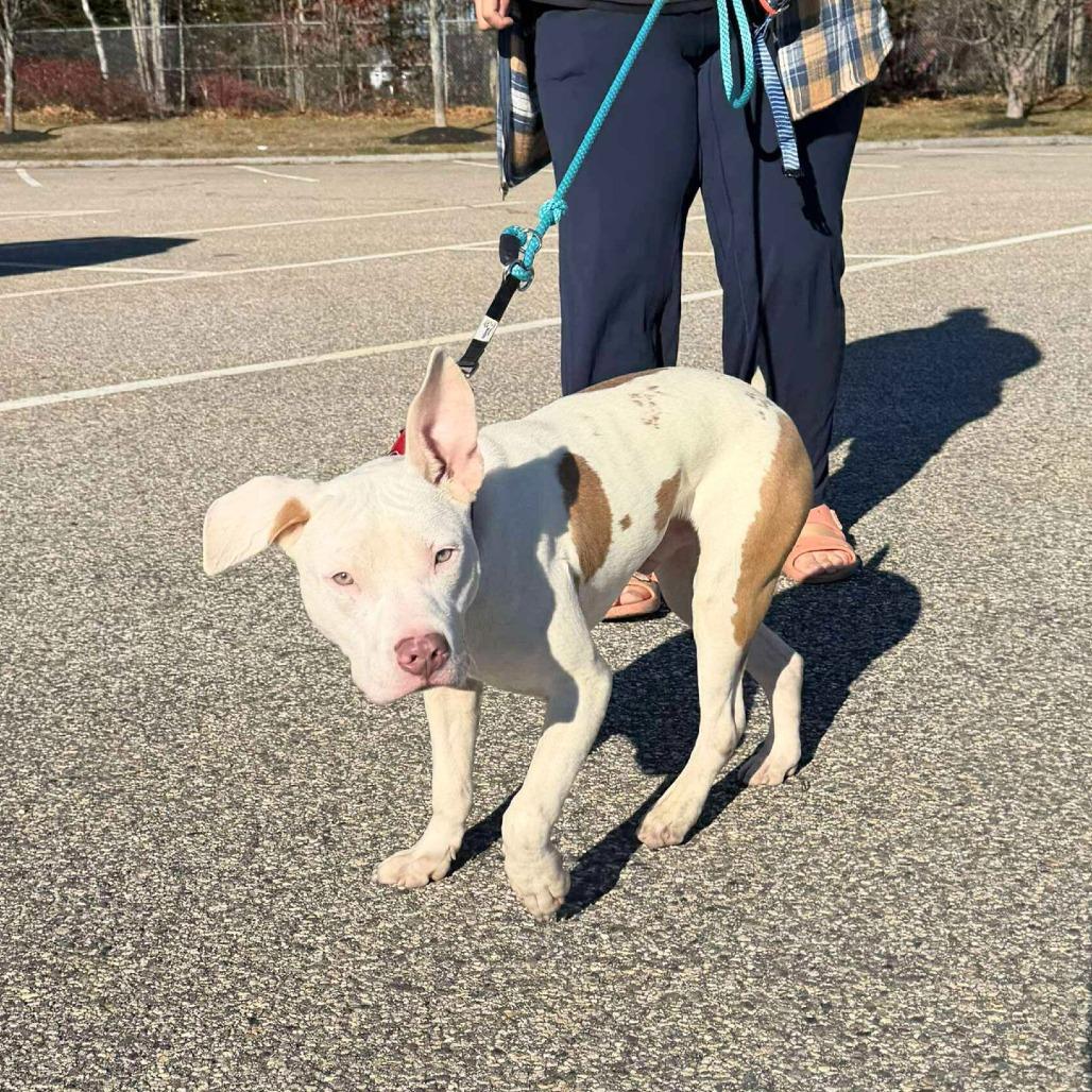 Vim, a Adoptable Mixed Breed in South Portland, ME image 4/5