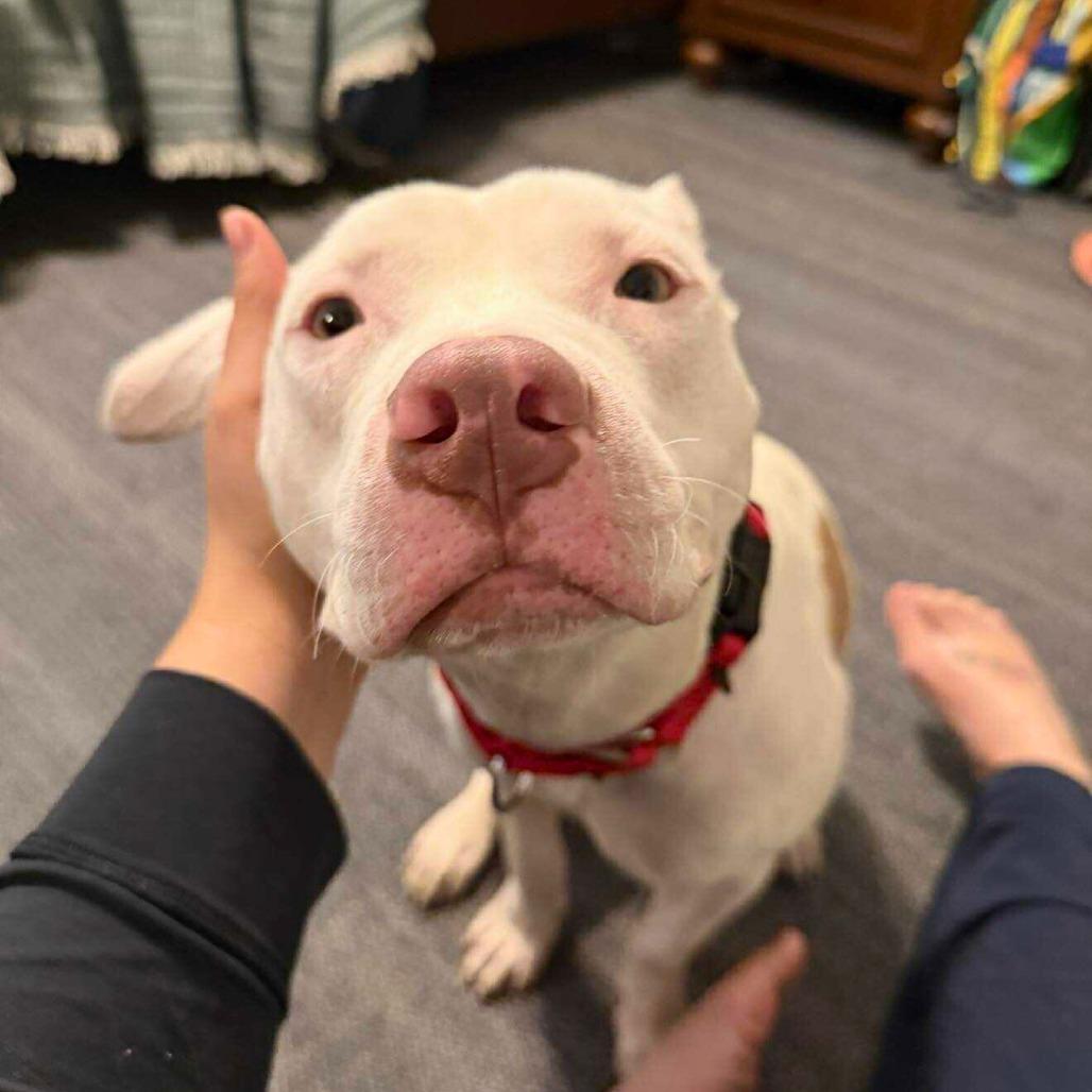 Vim, a Adoptable Mixed Breed in South Portland, ME image 5/5