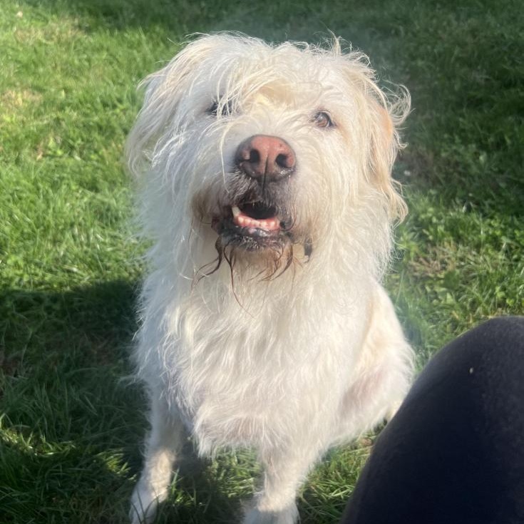 Jovi, Adopted, Adult Female Terrier.