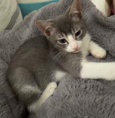 Farfalle, Adoptable, Kitten Female Domestic Short Hair.