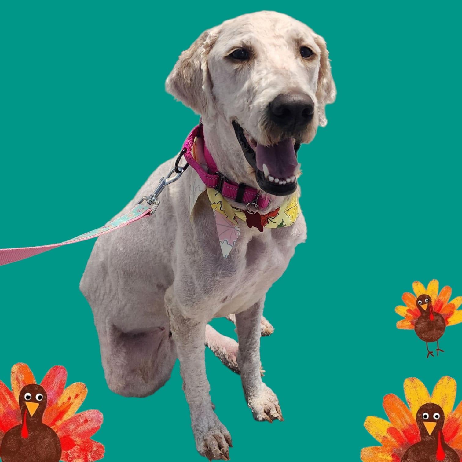 Mathilda, adopted, Young Female Standard Poodle & Labrador Retriever.