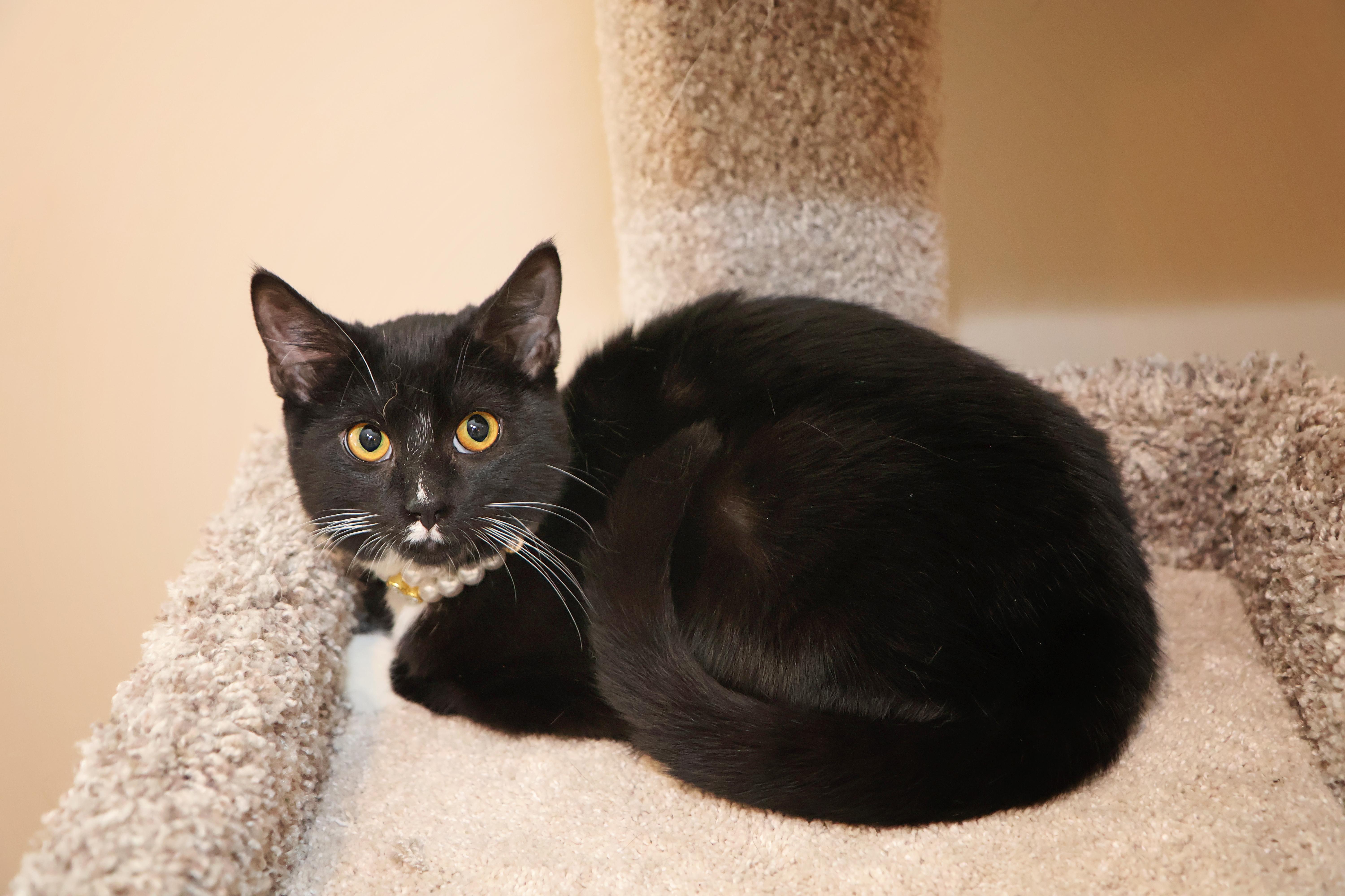 Enlarge Gabby, a Adoptable Domestic Short Hair in Mission, KS image 1/2