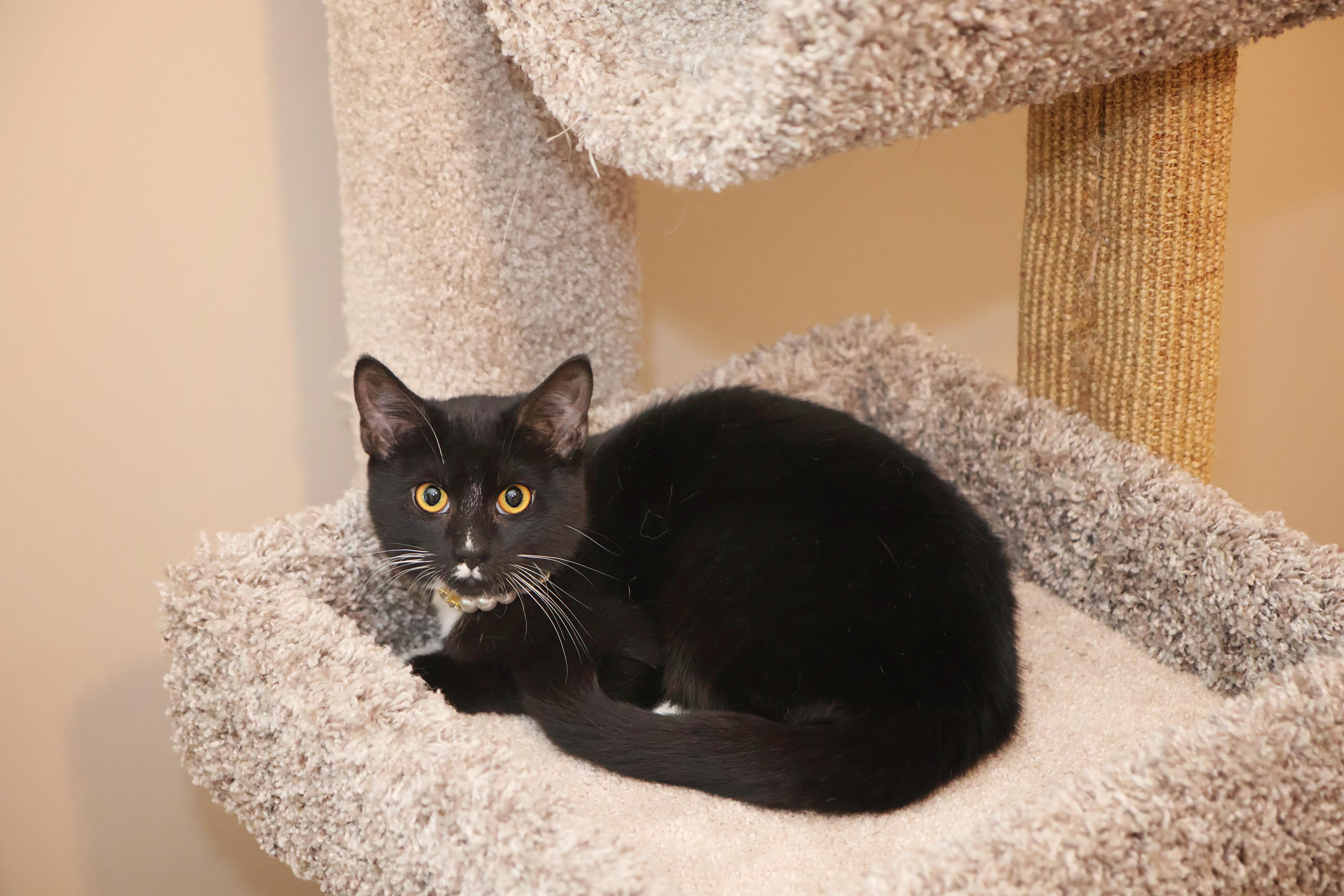 Enlarge Gabby, a Adoptable Domestic Short Hair in Mission, KS image 2/2