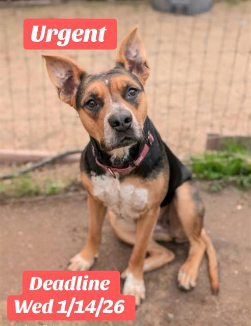 DAISY, Adoptable, Young Female German Shepherd Dog & Doberman Pinscher.