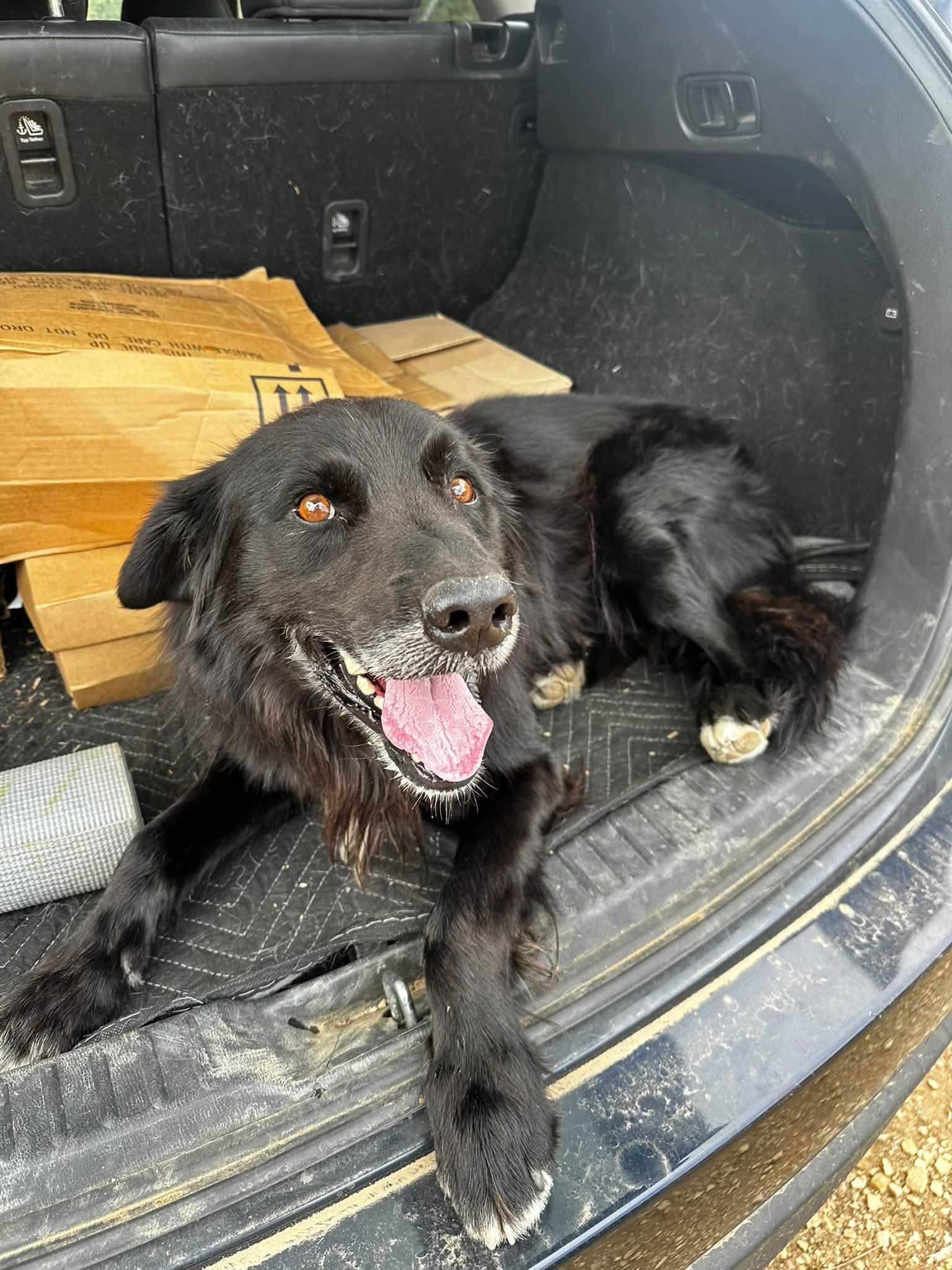 Enlarge Joe, a Adoptable mixed breed in Boulder, CO image 1/3