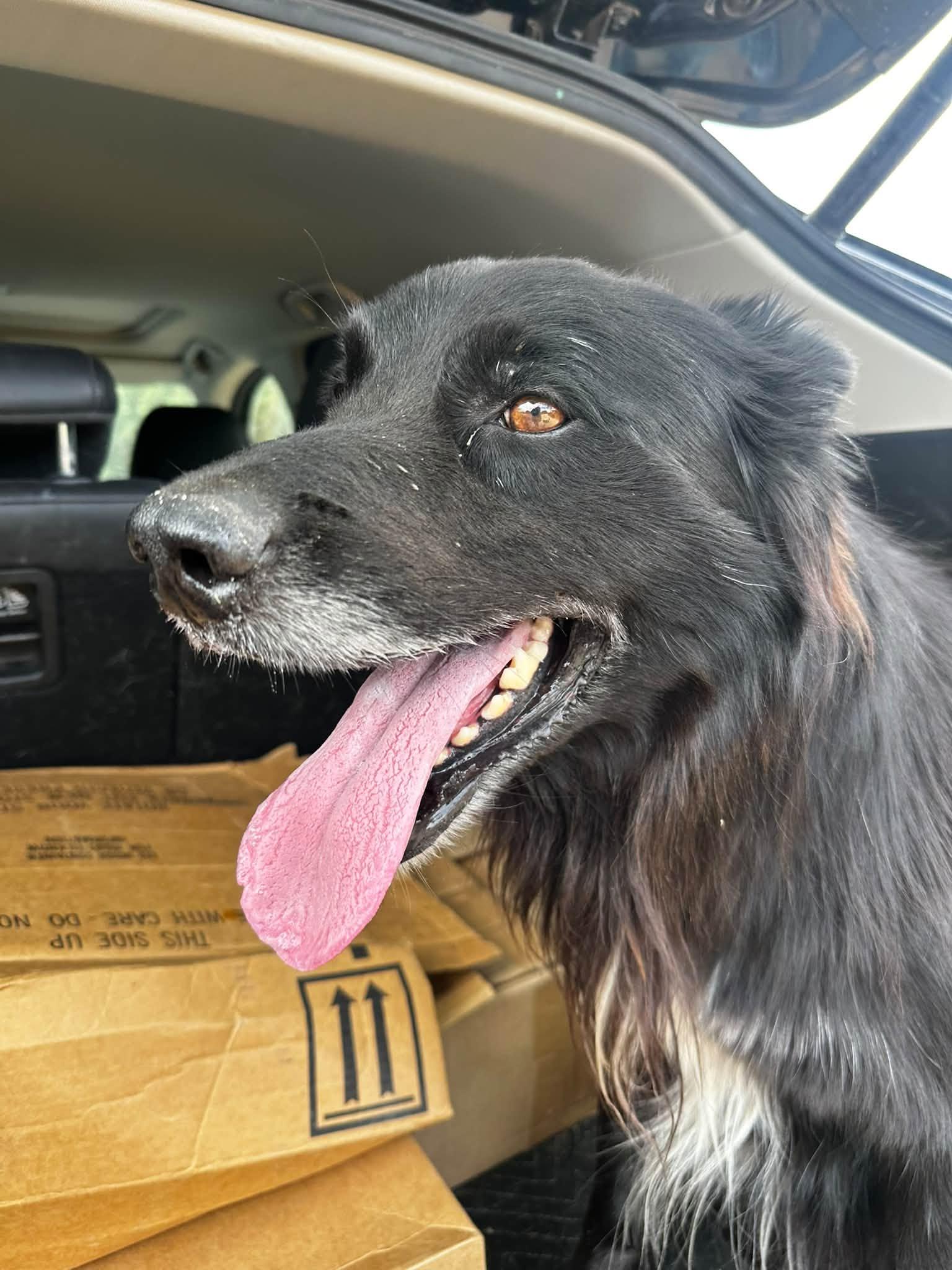 Enlarge Joe, a Adoptable mixed breed in Boulder, CO image 2/3