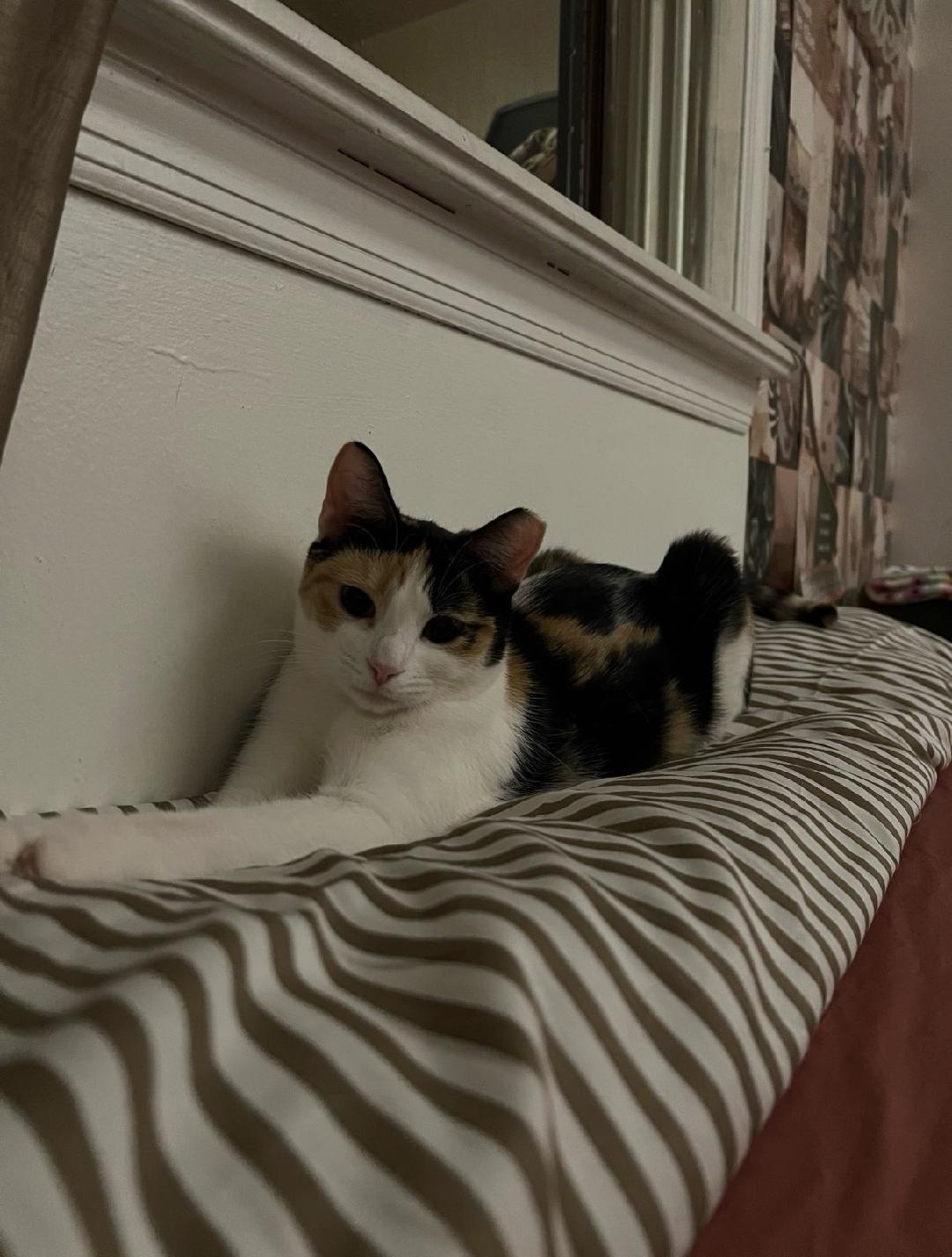 Enlarge Cali, a ADOPTABLE Domestic Short Hair in Newark, NJ image 2/4