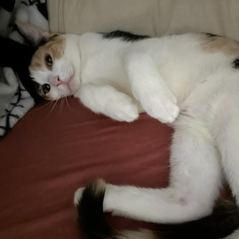 Cali, ADOPTABLE, Young Female Domestic Short Hair.