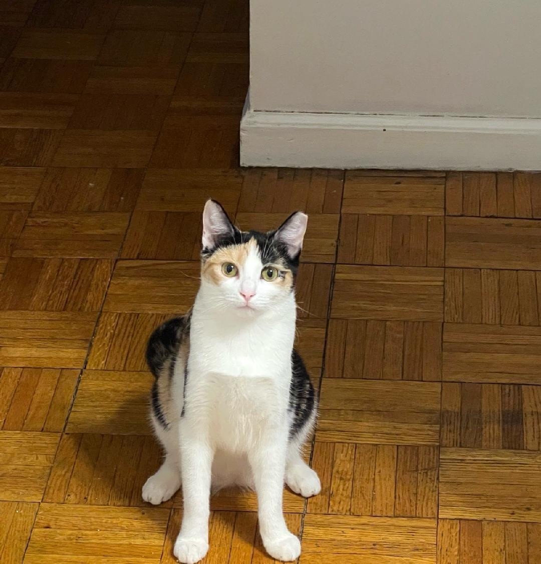 Enlarge Cali, a ADOPTABLE Domestic Short Hair in Newark, NJ image 4/4