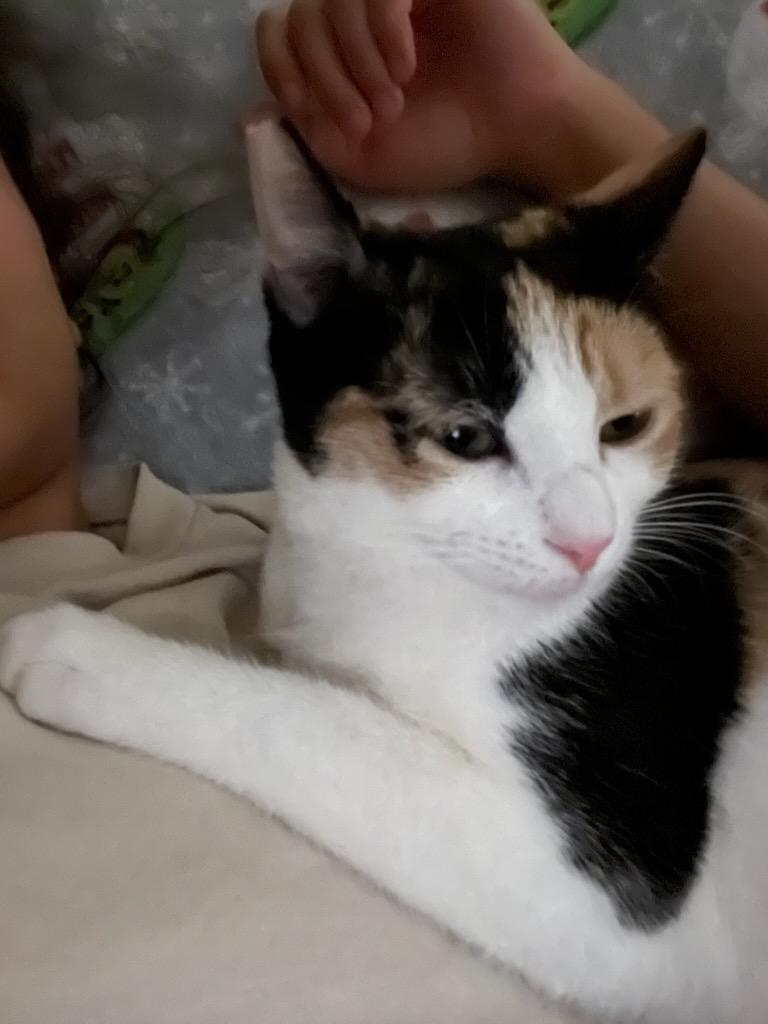 Enlarge Cali, a ADOPTABLE Domestic Short Hair in Newark, NJ image 3/4
