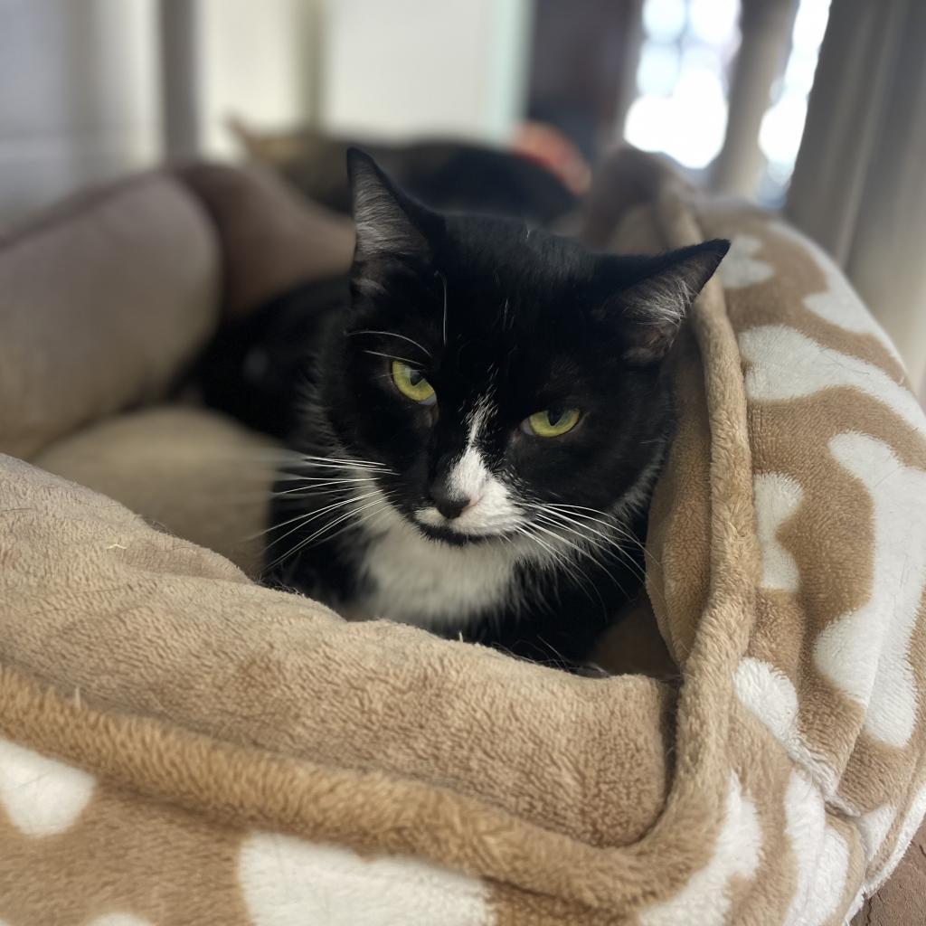 Sienna, Adoptable, Adult Female Domestic Short Hair.