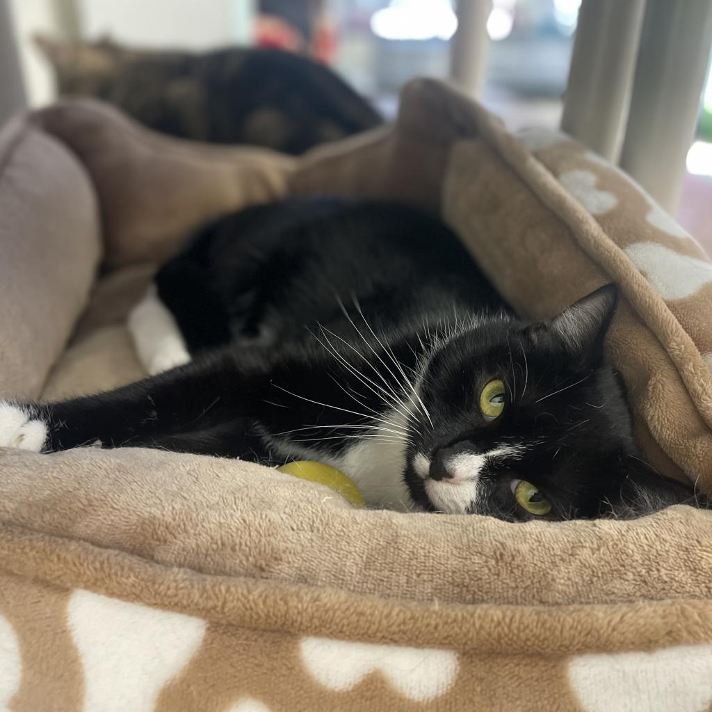 Enlarge Sienna, a Adoptable Domestic Short Hair in Alexandria, VA image 2/6