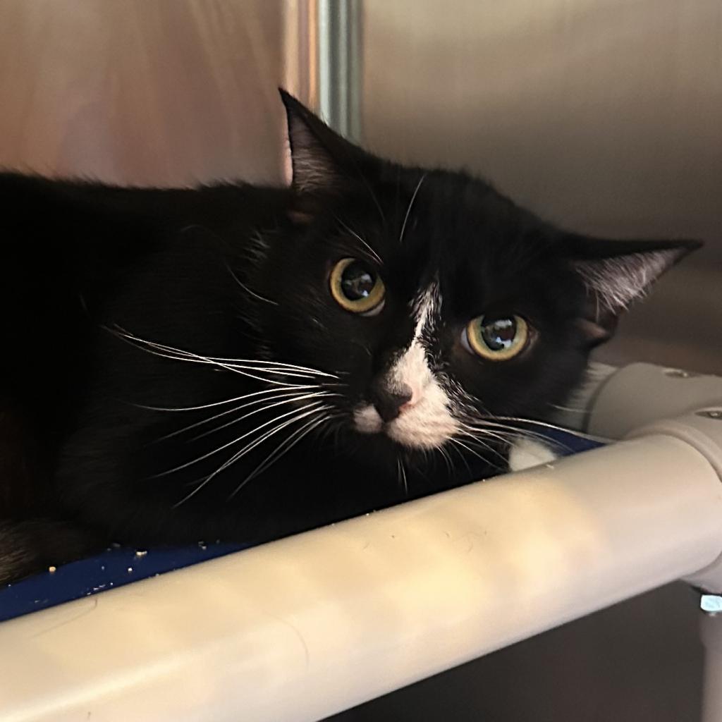 Enlarge Sienna, a Adoptable Domestic Short Hair in Alexandria, VA image 3/6