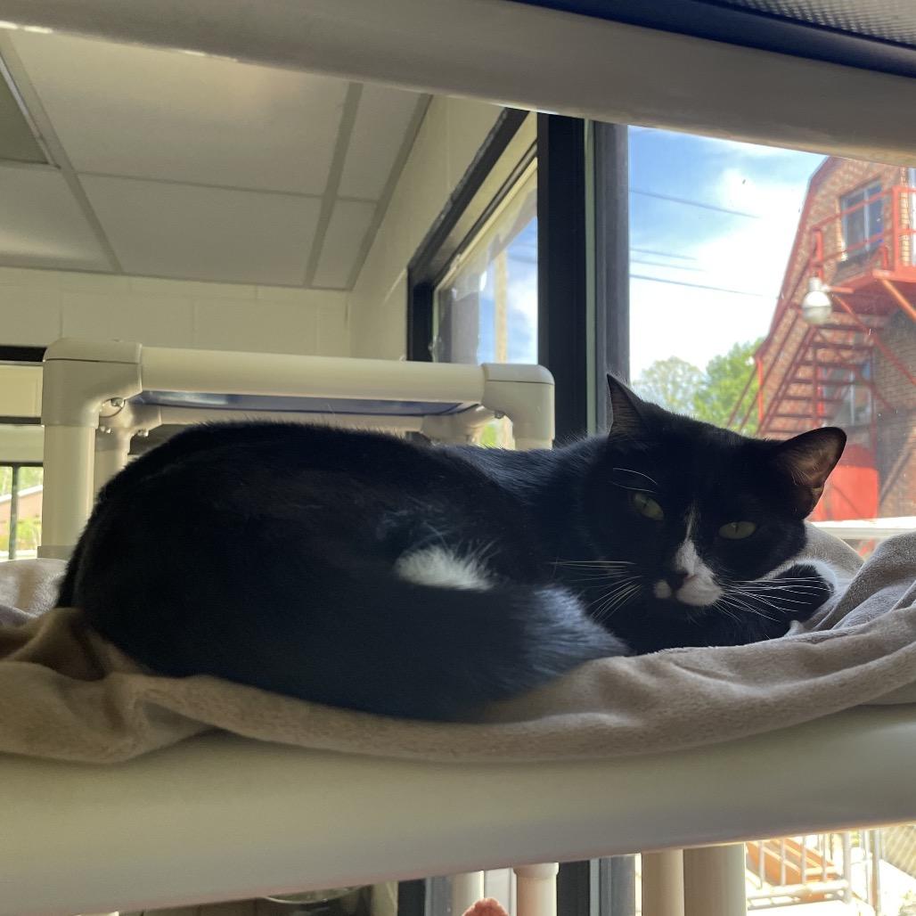 Enlarge Sienna, a Adoptable Domestic Short Hair in Alexandria, VA image 5/6