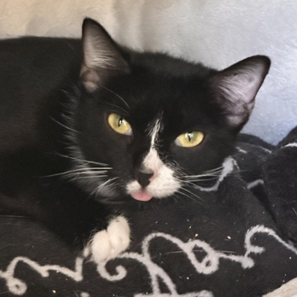 Sienna, a Adoptable Domestic Short Hair in Alexandria, VA image 3/6