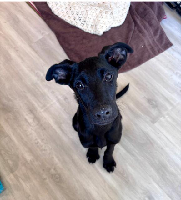 Ollie Dahli, Adoptable, Puppy Male German Shepherd Dog & Labrador Retriever.