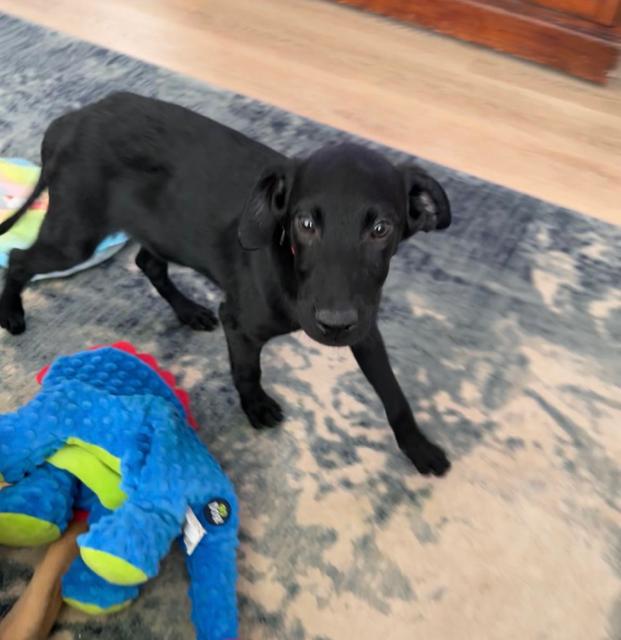 Ollie Dahli, a Adoptable mixed breed in Midway, UT image 2/3