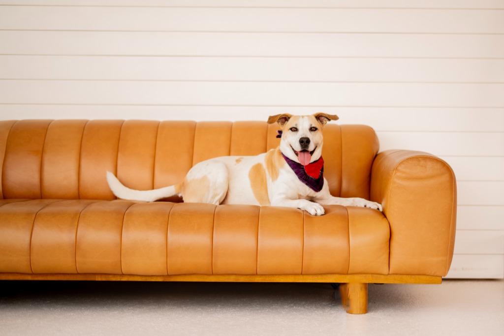 Enlarge Suga, a Adoptable mixed breed in Seagoville, TX image 1/4