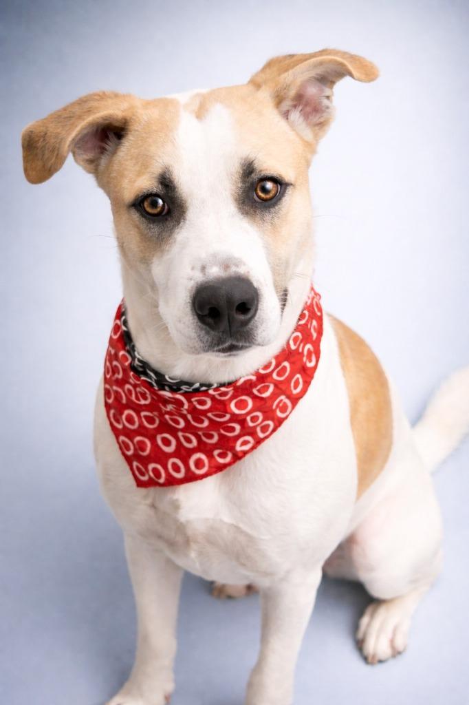 Enlarge Suga, a Adoptable mixed breed in Seagoville, TX image 3/4