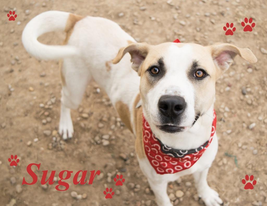 Enlarge Suga, a Adoptable mixed breed in Seagoville, TX image 4/4